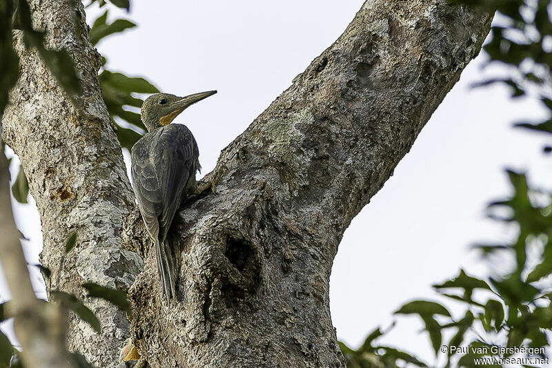 Great Slaty Woodpeckeradult