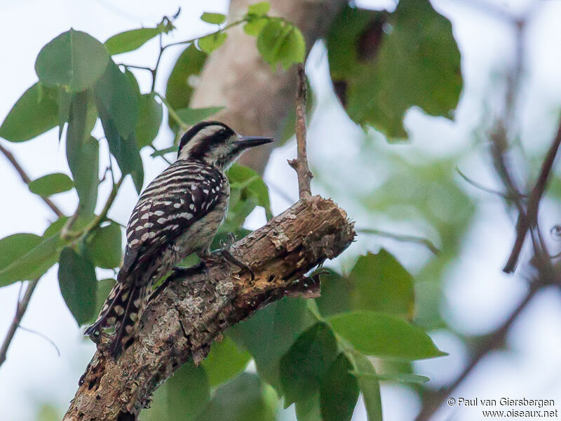 Sunda Pygmy Woodpeckeradult