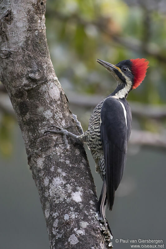 Lineated Woodpecker female adult