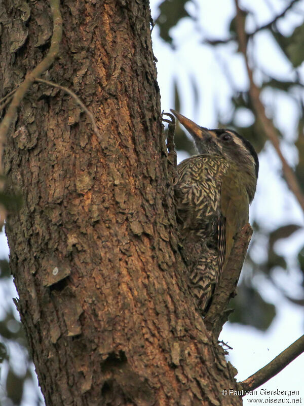 Streak-throated Woodpecker