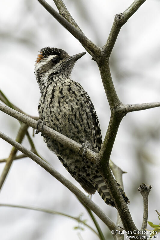 Checkered Woodpecker male adult