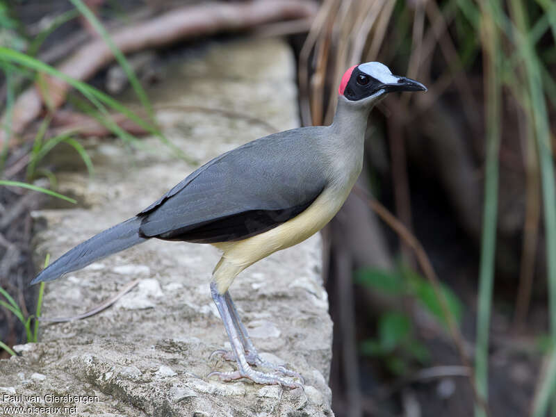 Grey-necked Rockfowl