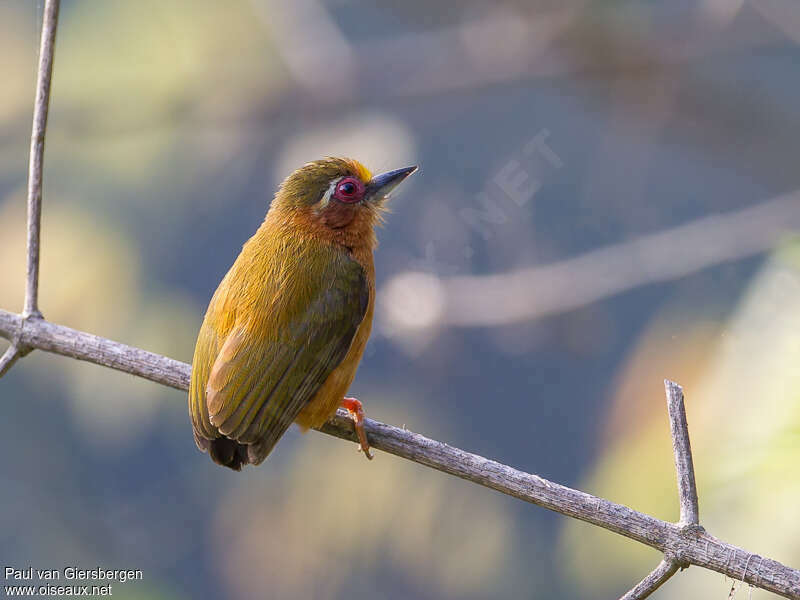 White-browed Piculetadult