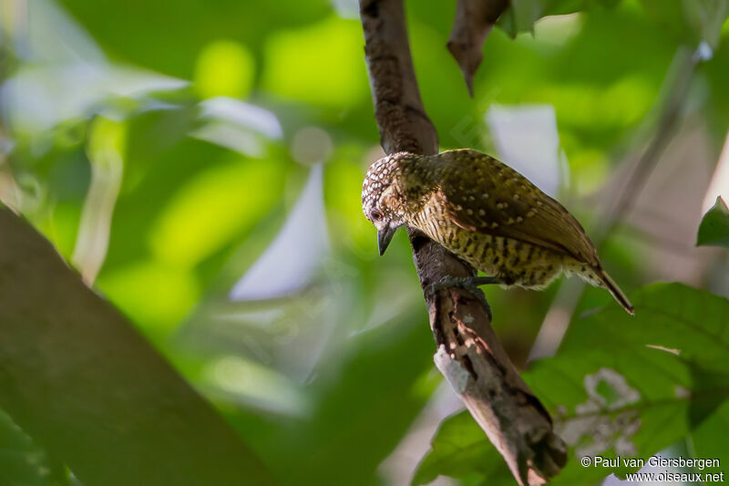 Golden-spangled Piculet