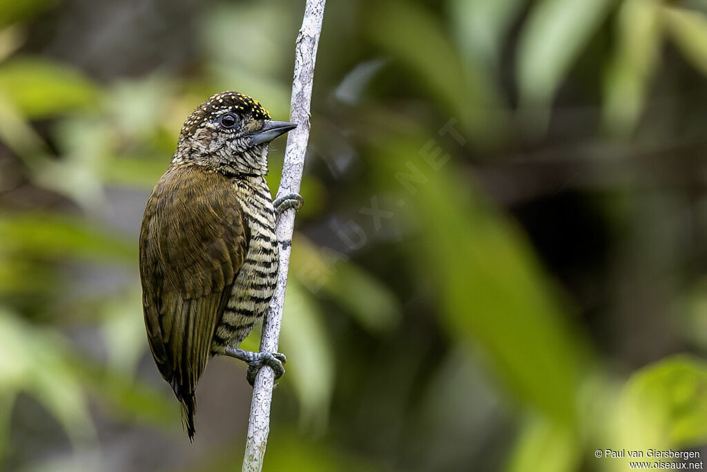 Orinoco Piculetadult