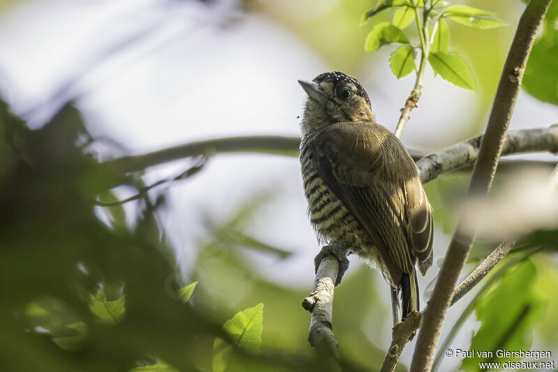 Ochre-collared Piculetadult