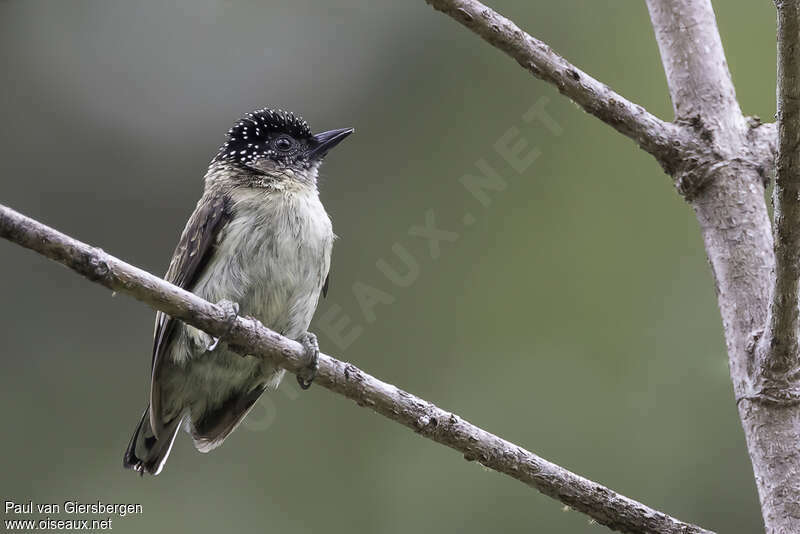 Greyish Piculet female adult, identification