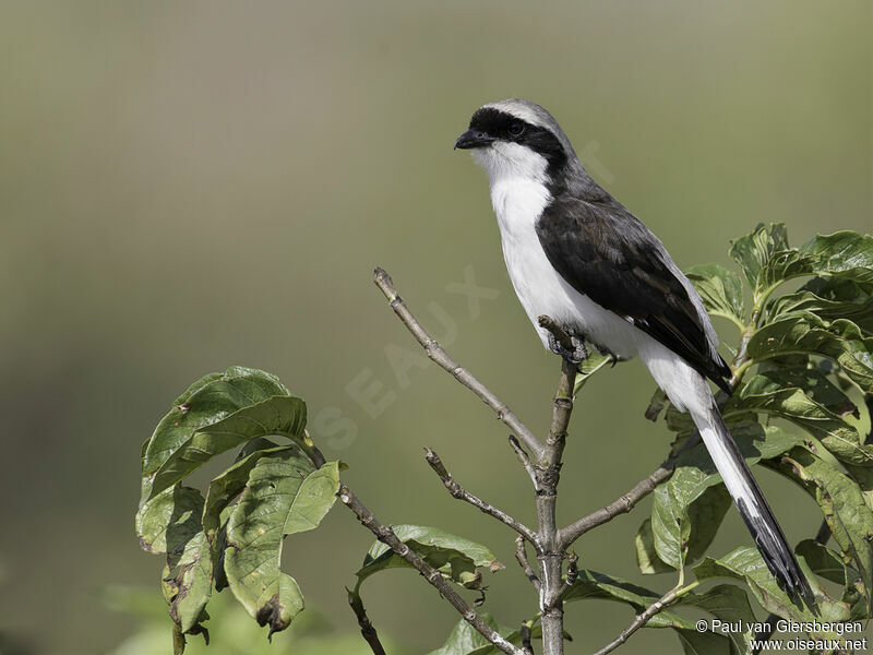 Grey-backed Fiscaladult