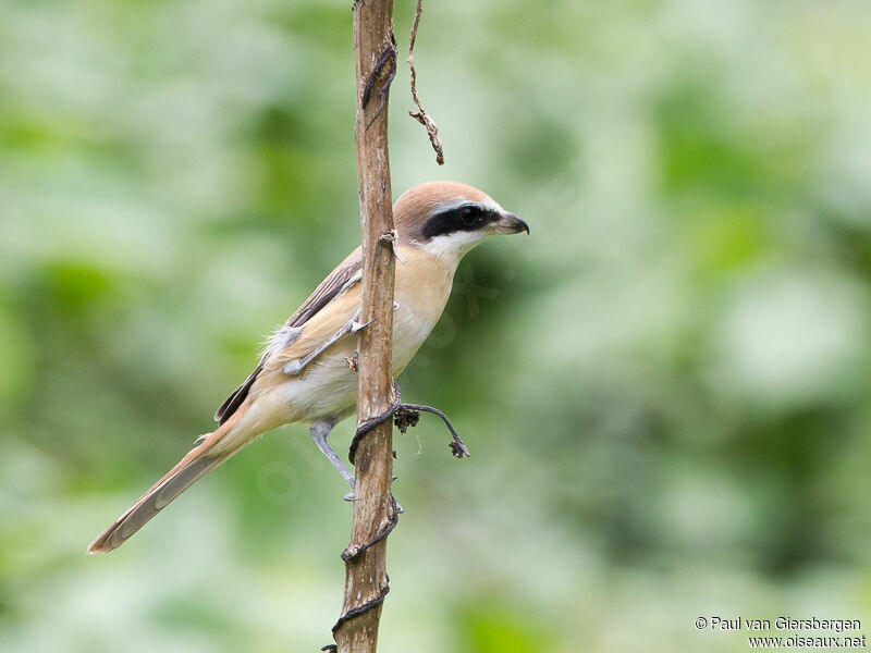 Brown Shrike