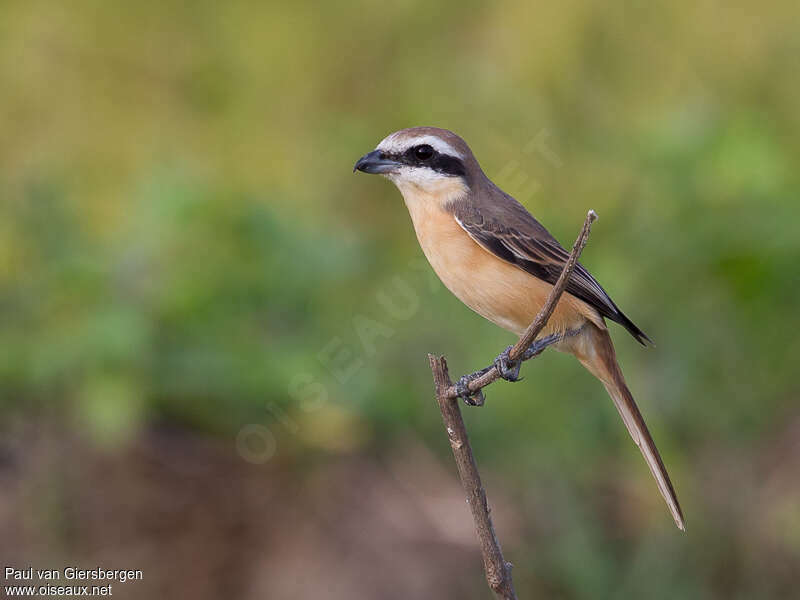 Brown Shrike male adult transition, identification