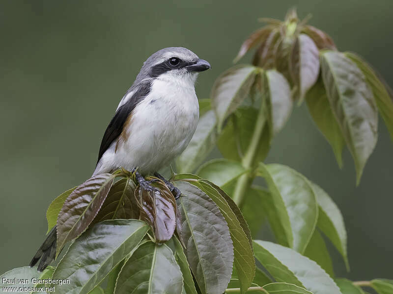 Pie-grièche de Mackinnon femelle adulte, identification