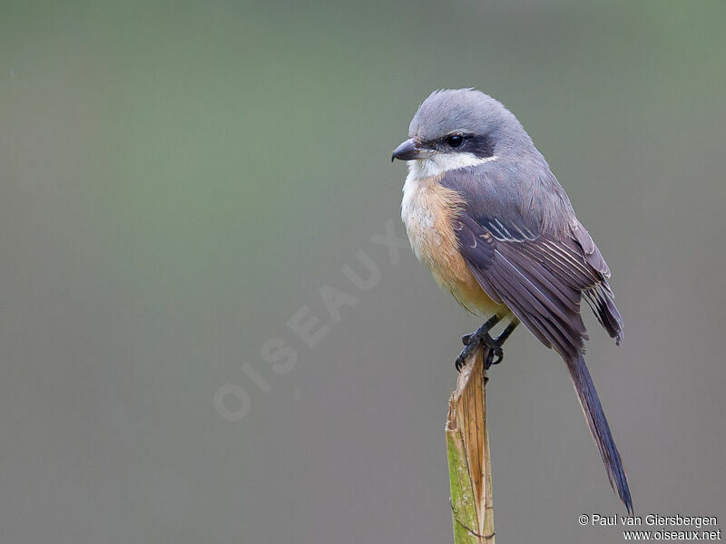 Grey-backed Shrikeadult, moulting, pigmentation