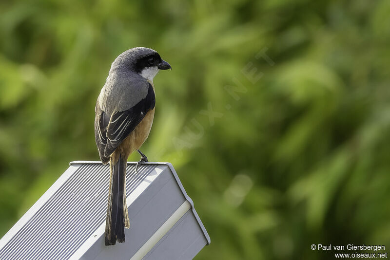 Grey-backed Shrikeadult