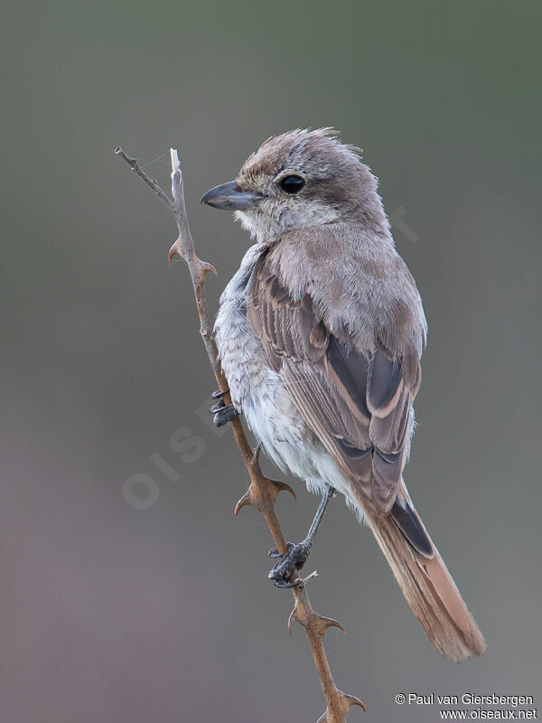 Red-tailed Shrikeimmature