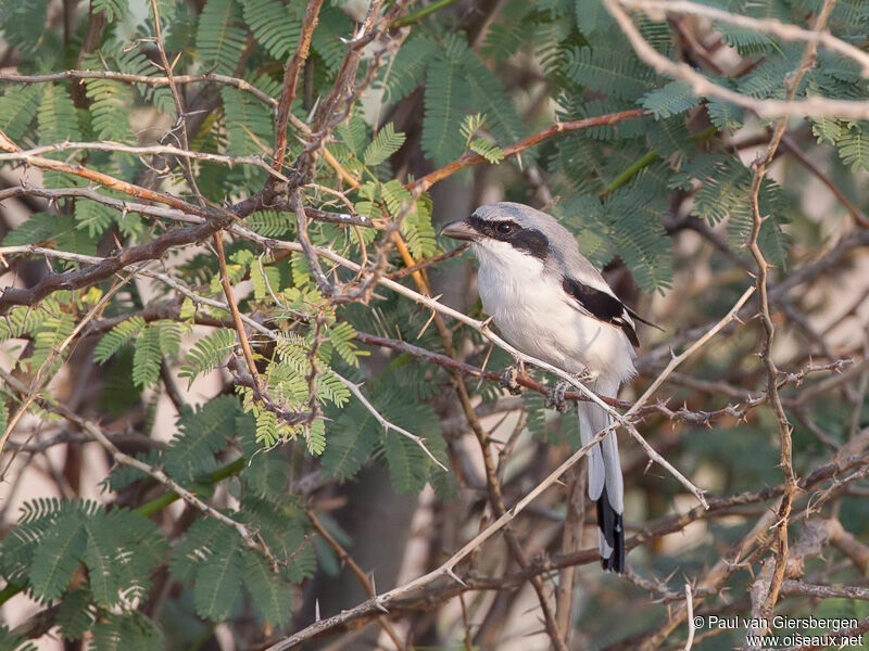 Great Grey Shrike