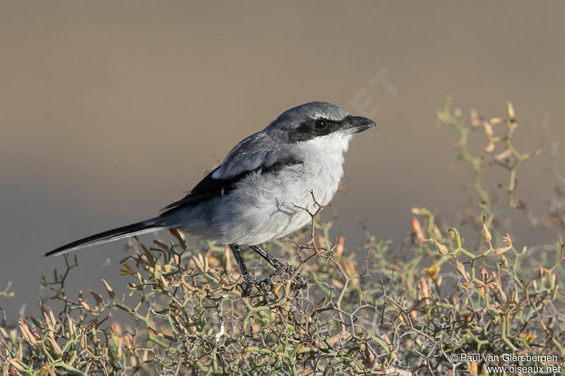 Great Grey Shrikeadult