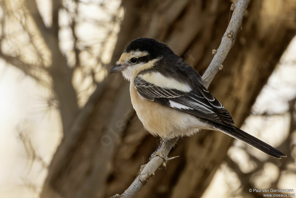Pie-grièche masquéeadulte
