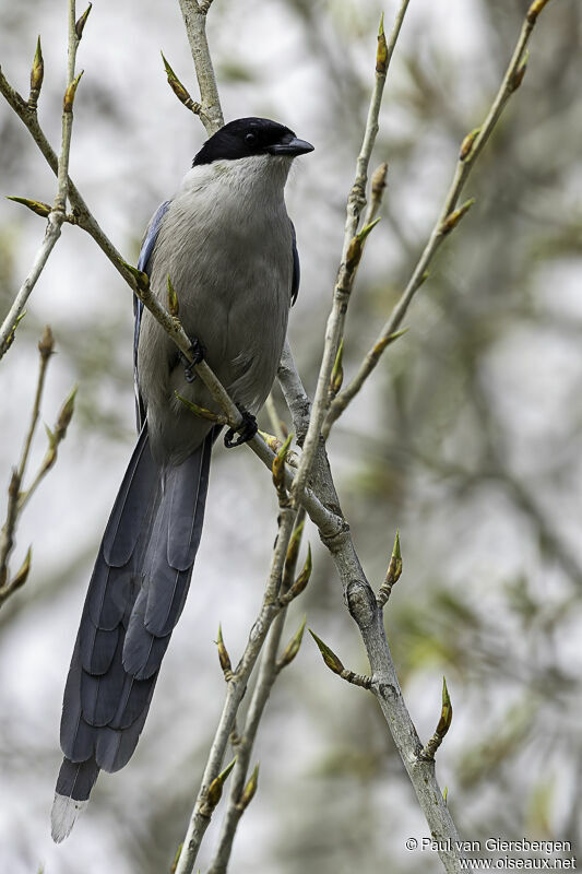 Azure-winged Magpieadult