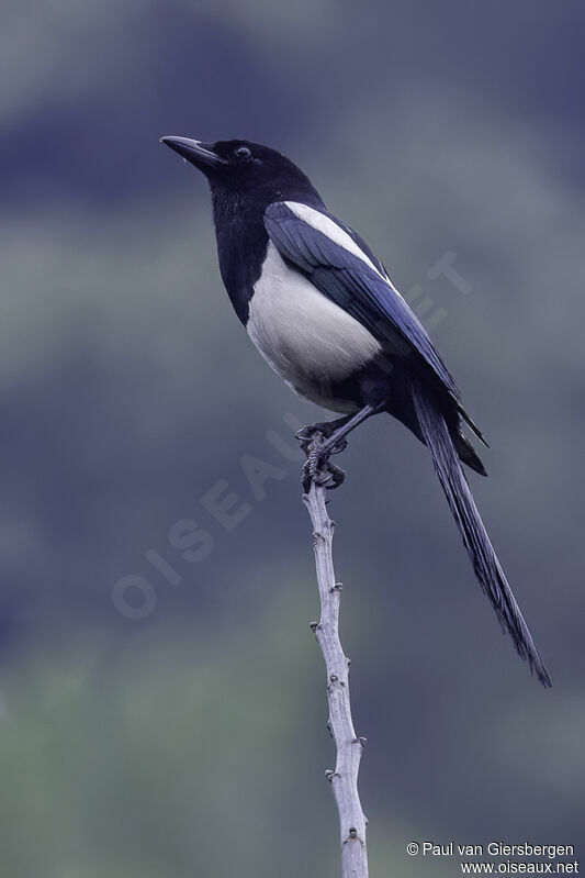 Oriental Magpieadult