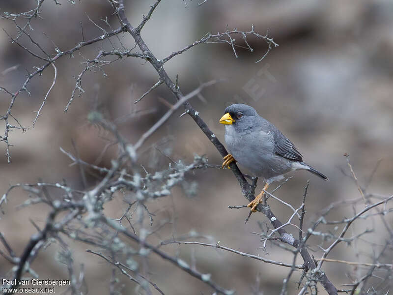 Cinereous Finchadult, identification