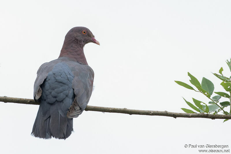 Red-billed Pigeonadult