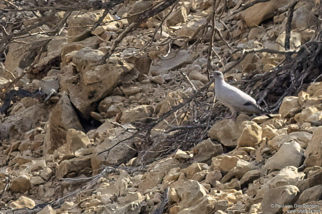 Pigeon de Somalieadulte