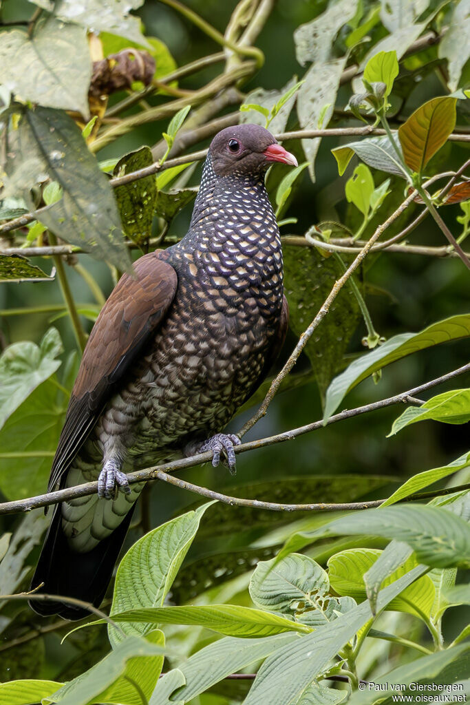 Pigeon ramiretadulte