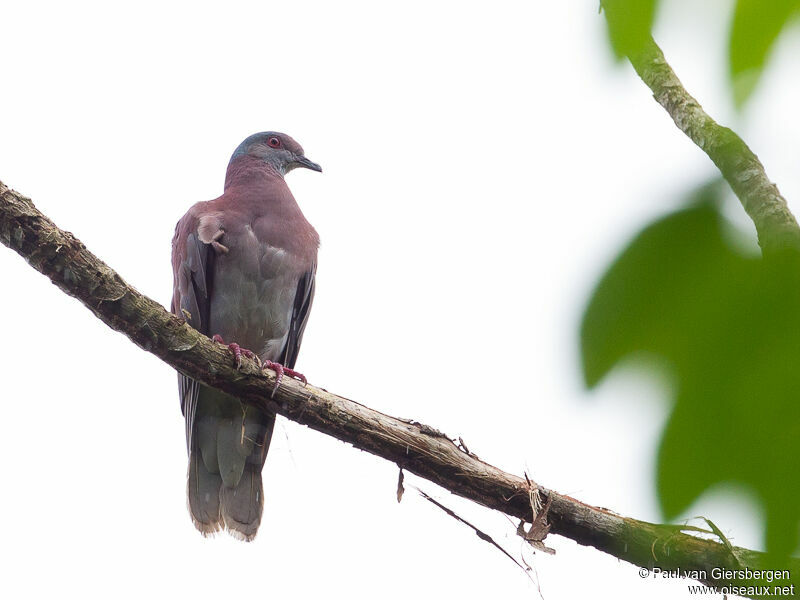 Pigeon rousset