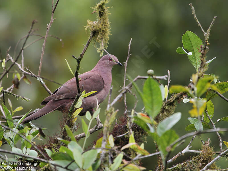 Ruddy Pigeonadult, identification