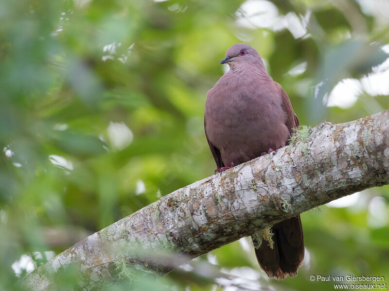 Pigeon vineux