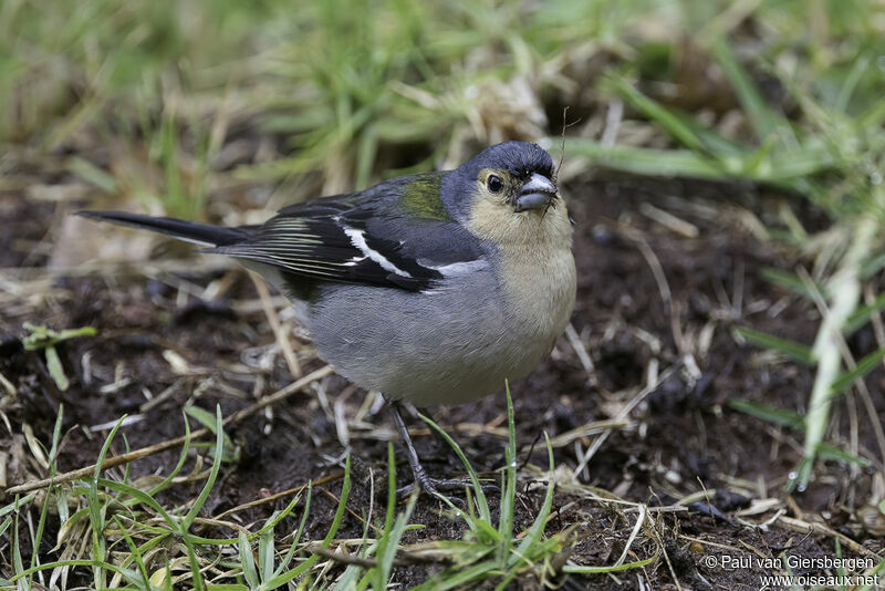 Madeira Chaffinchadult