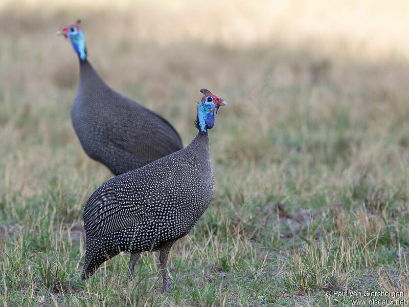 Helmeted Guineafowladult