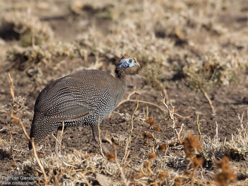 Helmeted Guineafowlimmature, identification