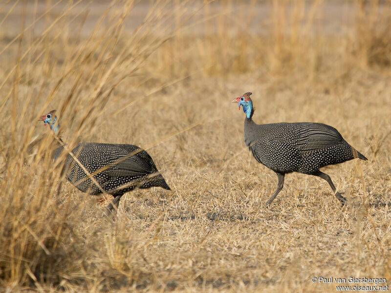 Helmeted Guineafowl