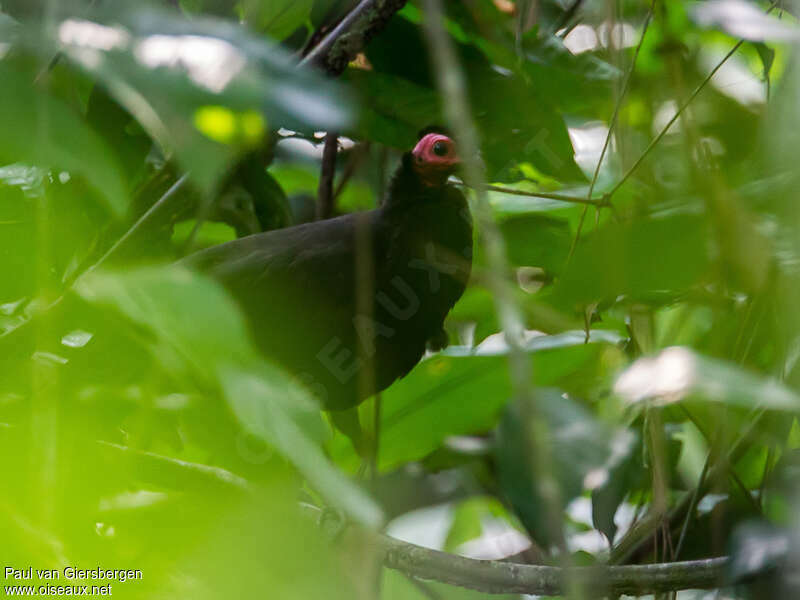 Black Guineafowl