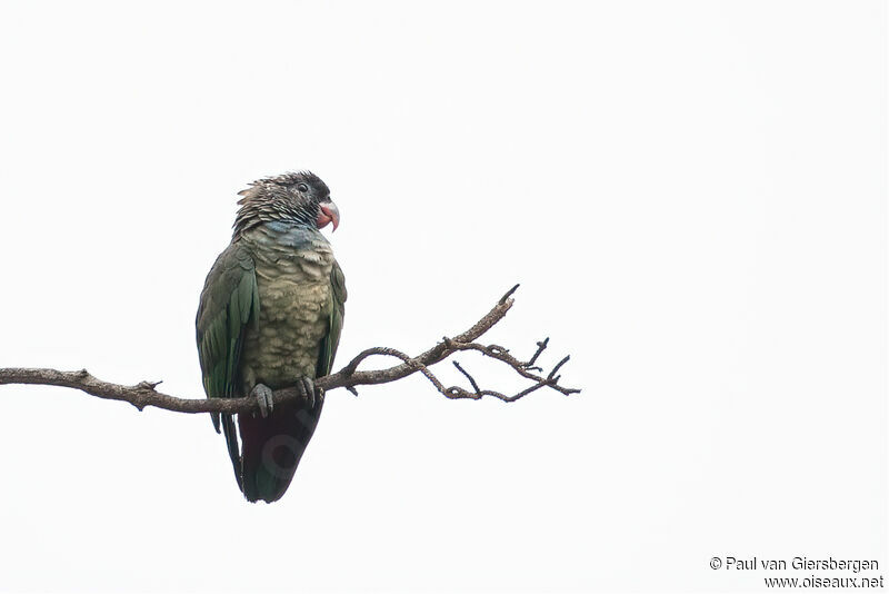 Red-billed Parrotadult