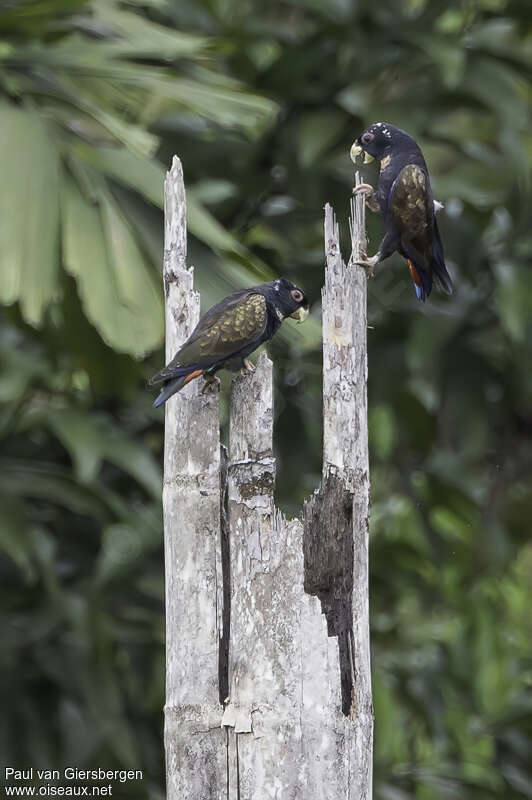 Bronze-winged Parrotadult