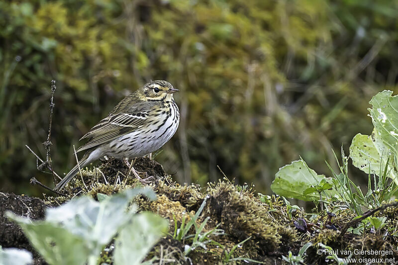 Pipit à dos oliveadulte