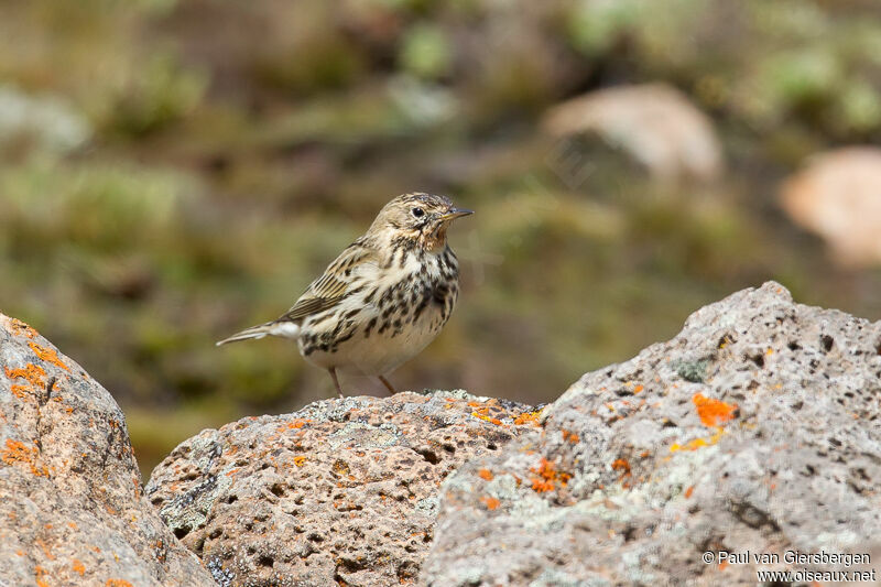 Red-throated Pipit