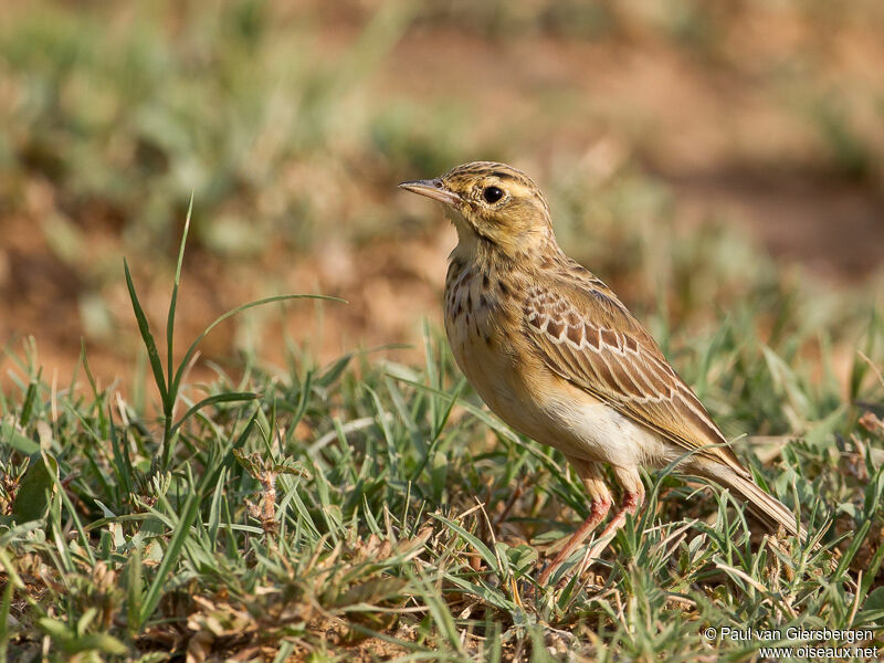 Pipit africain