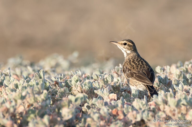 Pipit d'Australieadulte