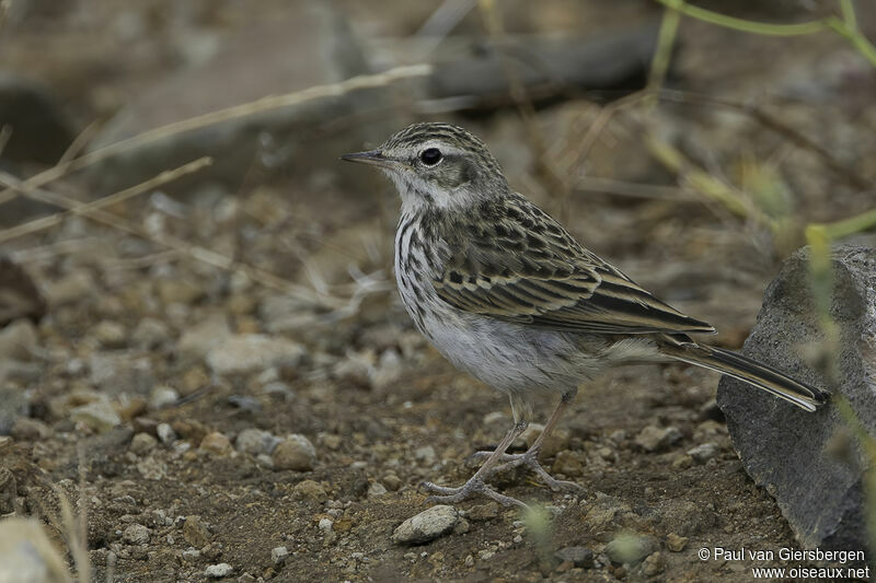 Berthelot's Pipitadult