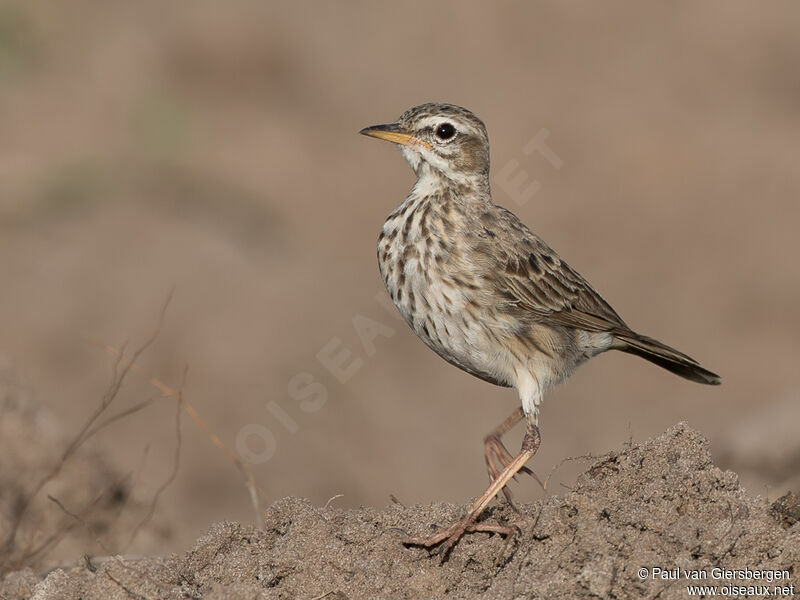 Pipit de Melindaadulte