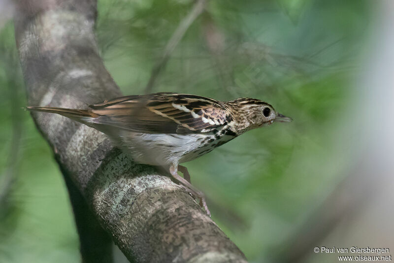 Sokoke Pipitadult