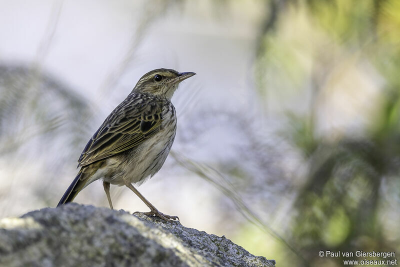 Striped Pipitadult