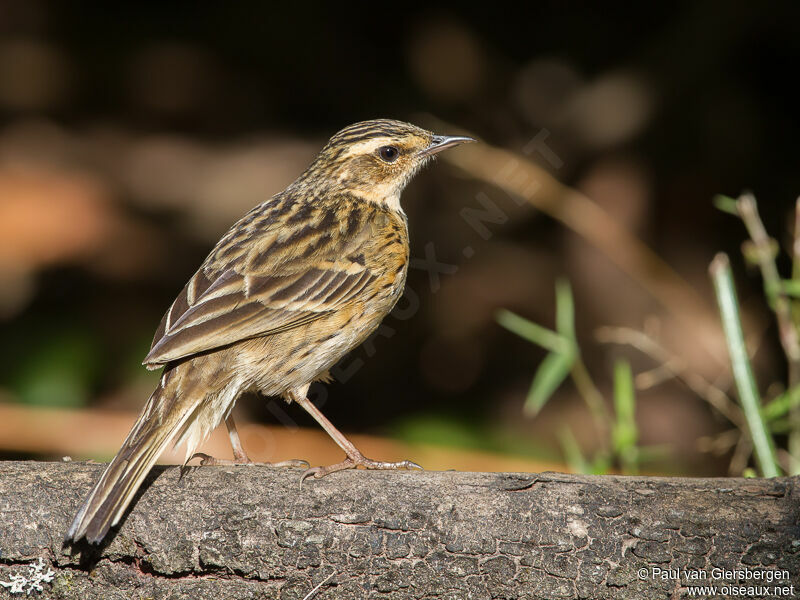 Nilgiri Pipitadult