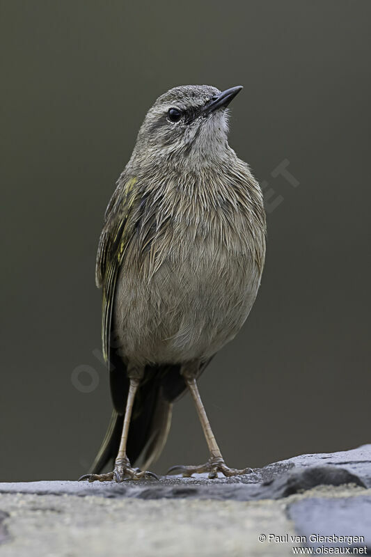 African Rock Pipitadult