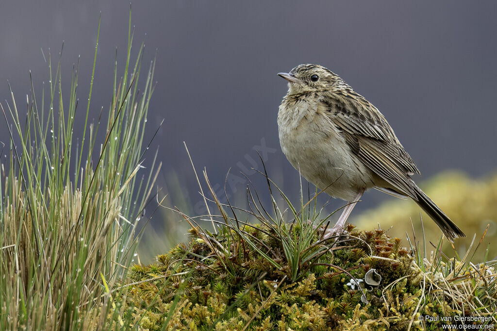Pipit du paramo