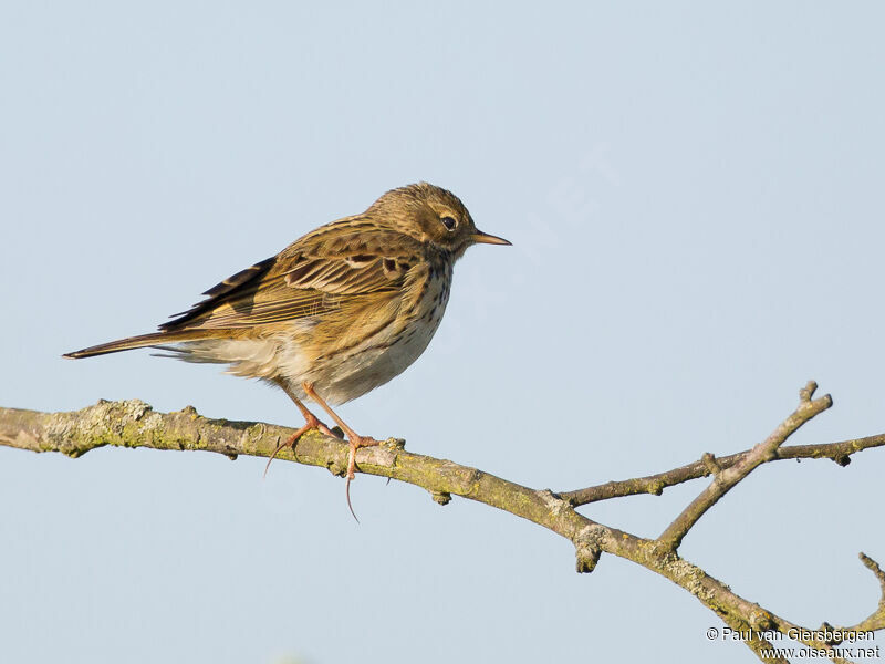 Pipit farlouse