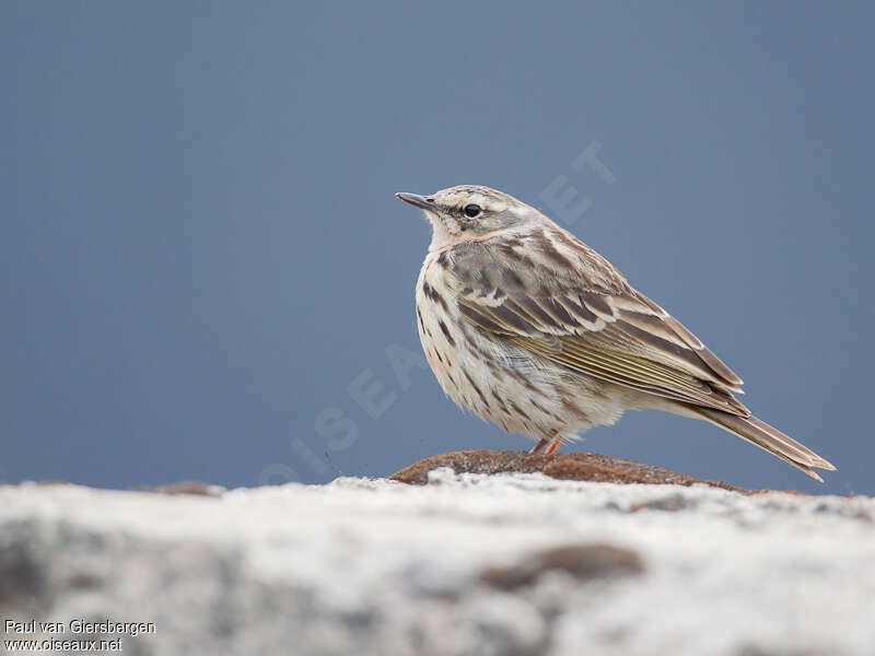 Pipit roséadulte, identification